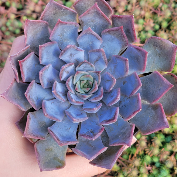 ダークアイス 多肉植物 エケベリア 2枚目の画像