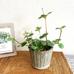 ペペロミア・ホープ　観葉植物　お洒落なインテリアグリーン 3枚目の画像