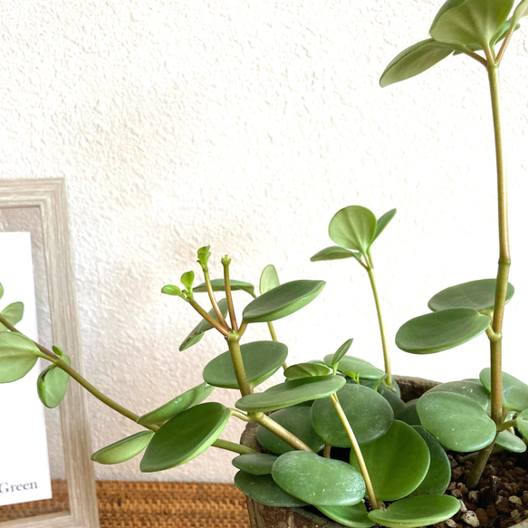 ペペロミア・ホープ　観葉植物　お洒落なインテリアグリーン 4枚目の画像