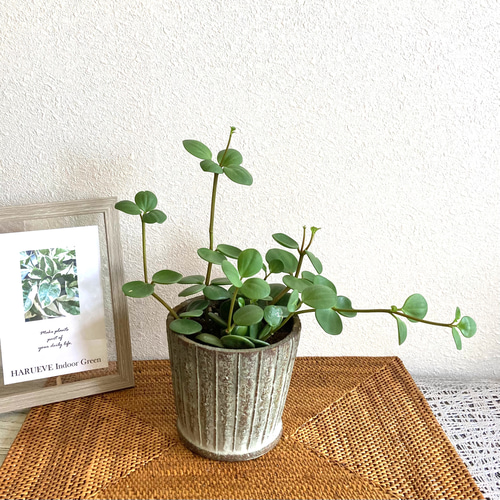 ペペロミア・ホープ 観葉植物 お洒落なインテリアグリーン その他
