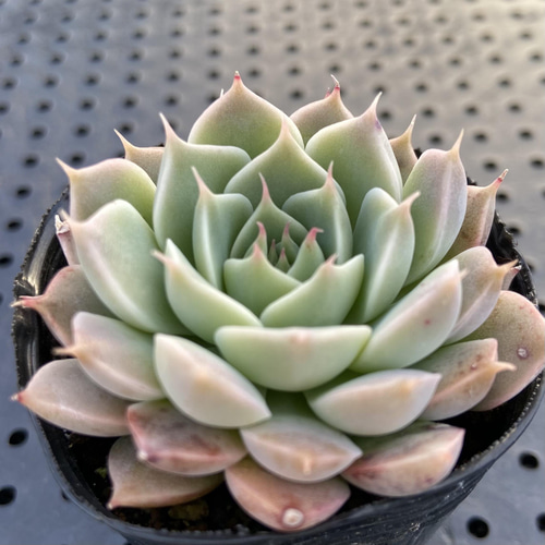 マーガレットレッピン 多肉植物 多肉植物 kanomarihome 通販 12008125