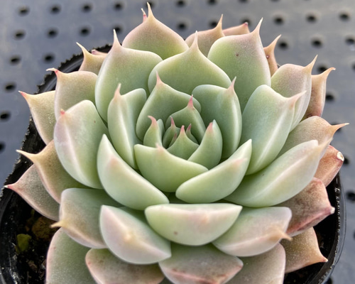 多肉植物 マーガレットレッピン 小苗セット 4f85f9e62260d70c32b96dd2dc486e