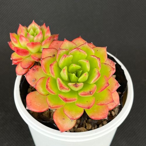 Top【選抜株】多肉植物　25291レディジア　10個　鉢無し/脱土 多肉植物/レディジア（月曜日発送：7月20日の週は祝日の為、7月27日