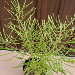 ヘアピンバンクシア　観葉植物　ネイティブフラワー　　ワイルドフラワー 2枚目の画像