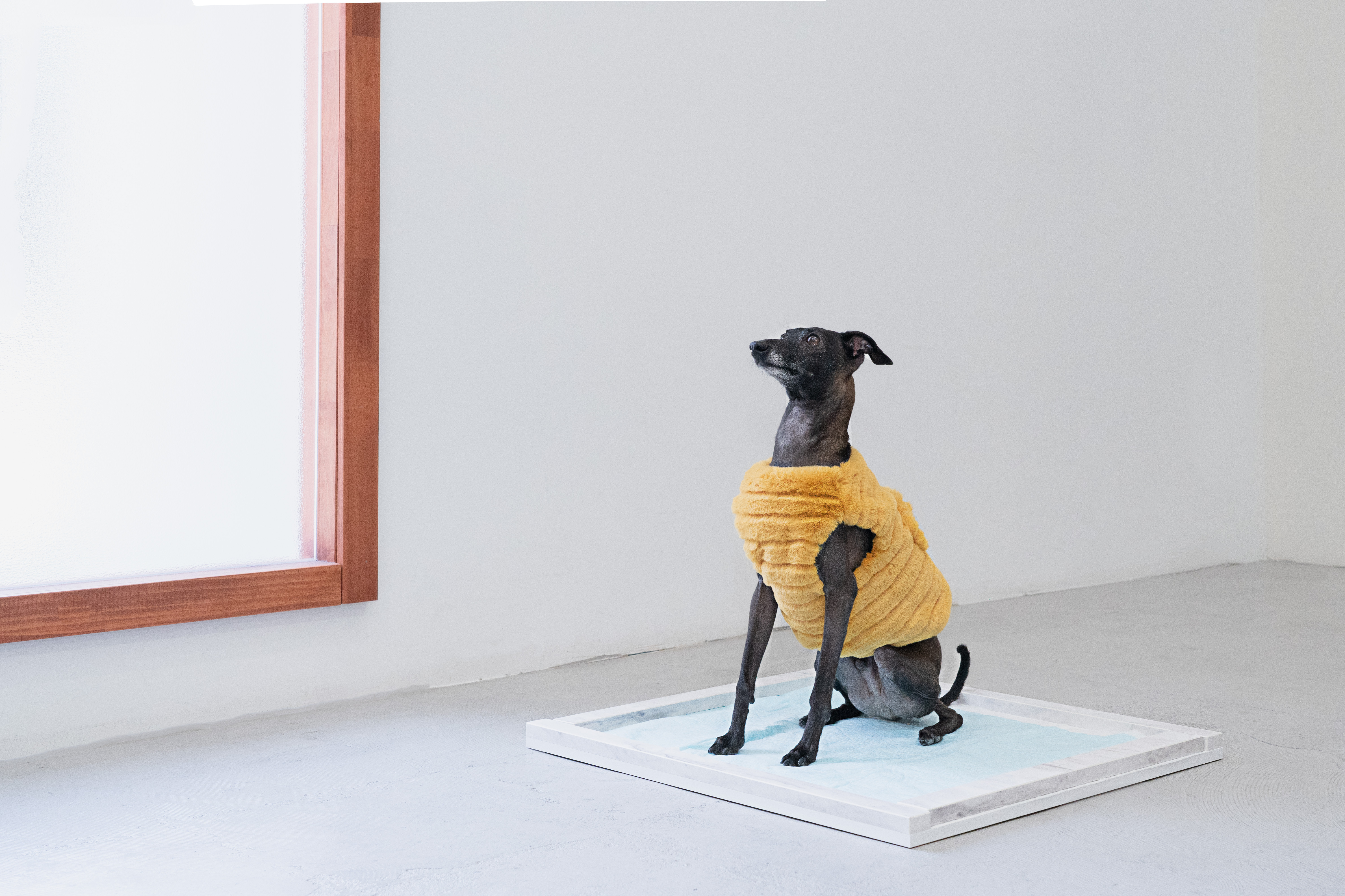 大理石模様　ペットトレー　犬のトイレ　小型犬　猫　レギュラーサイズ