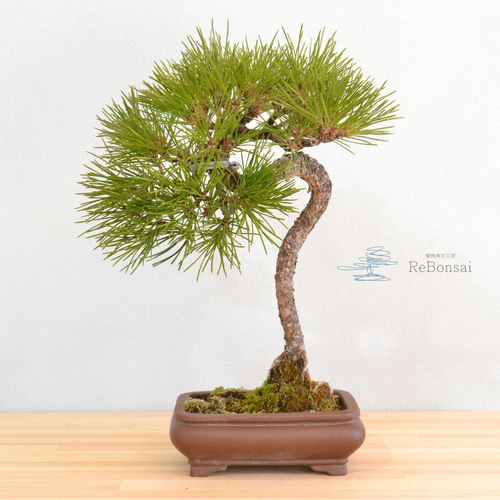 インテリア盆栽「黒松 半懸崖」 盆栽 ReBonsai 通販 13956882 インテリア盆栽「黒松 半懸崖」 盆栽 ReBonsai 通販 13956882