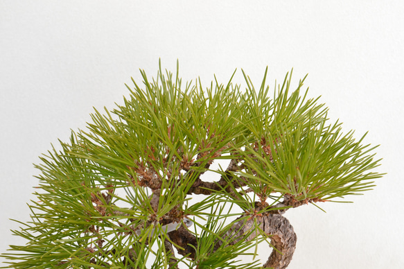インテリア盆栽「黒松」 4枚目の画像