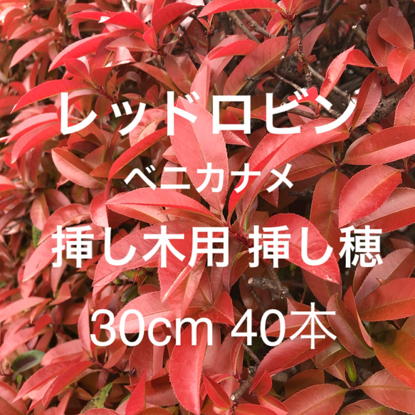 レッドロビン ベニカナメ 挿し木用 挿し穂 30cm 40本 紅カナメ