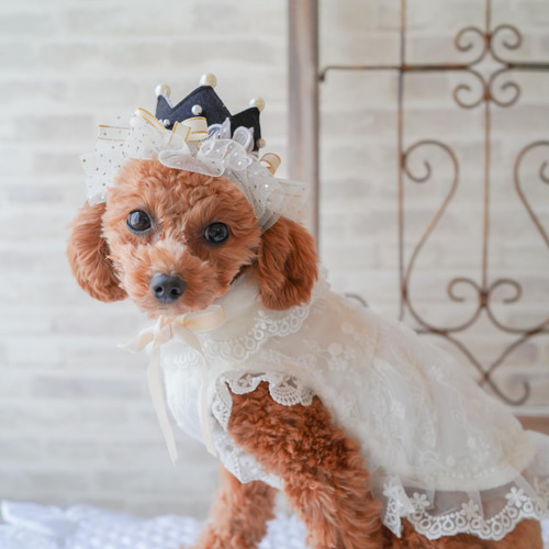luxury crown 