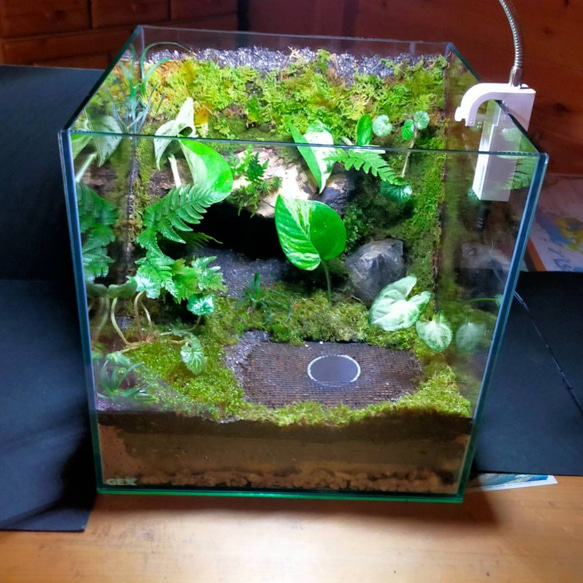 隠れ家付き!自然の中の飼育箱苔テラリウム、(30センチキューブ 隠れ家付き!自然の中の飼育箱苔テラリウム、(30センチキューブ