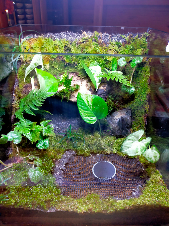 隠れ家付き！自然の中の飼育箱苔テラリウム、（30センチキューブ水槽） 4枚目の画像