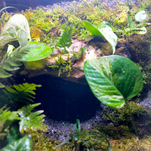隠れ家付き！自然の中の飼育箱苔テラリウム、（30センチキューブ