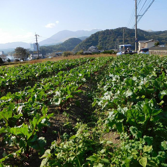 【送料無料】食べる輸血！貴重な国産無添加ビーツパウダー50g×2袋（栽培期間中農薬・化学肥料不使用） 6枚目の画像