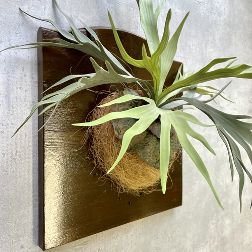❁Botanical collection❁ビカクシダのウォールデコ【30619