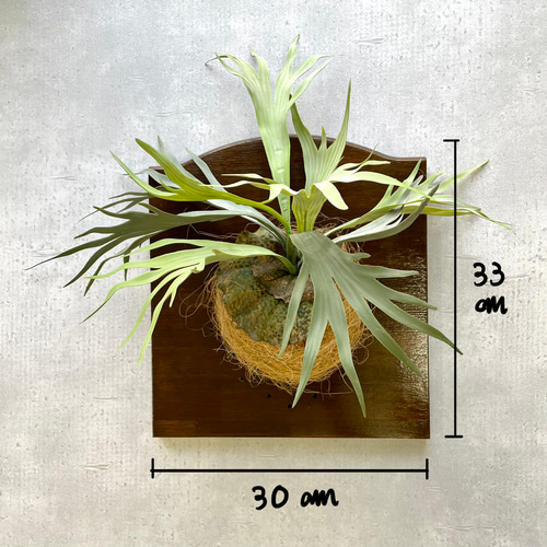 ビカクシダ　dk9 ビカクシダ キッチャクード シンリーフ Platycerium Kitshakood