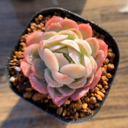 多肉植物 ラズベリーアイス 8個 ラズベリーアイス 現物商品 - 多肉植物 人気の多肉植物 多種類の