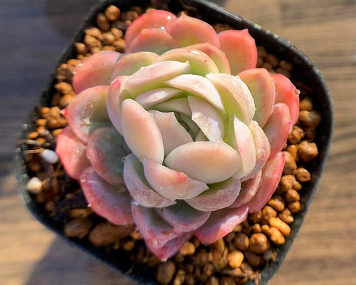 多肉植物　抜き苗　ラズベリーアイス＆ハオルチア 多肉植物 抜き苗 ラズベリーアイス＆ハオルチア 多肉植物 抜き苗