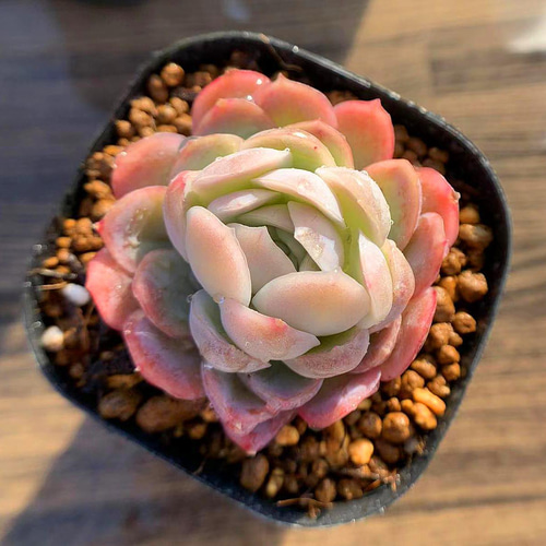 227.多肉植物 寄せ植え エケベリア属 ラズベリーアイス（単