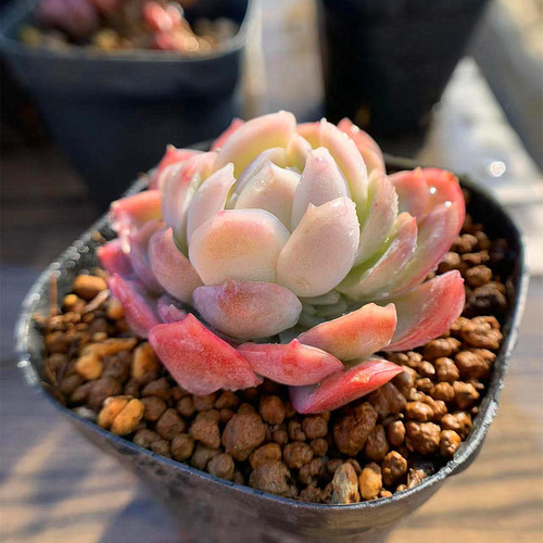 227.多肉植物 寄せ植え エケベリア属 ラズベリーアイス（単）抜き苗