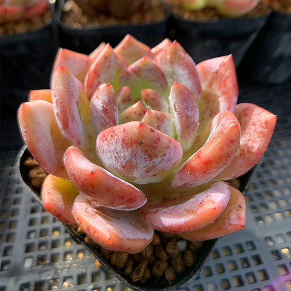 No.547 ❁モンローQ❁ 抜き苗 多肉植物 寄せ植え エケベリア モンローQ