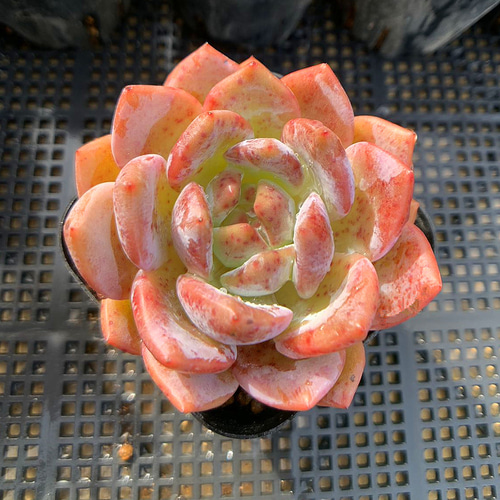 228.多肉植物 寄せ植え エケベリア属 オレンジモンロー 希少 抜き苗