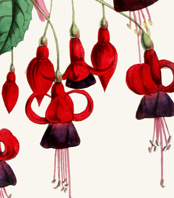 【NO.164】赤色のフクシアの花アートポスター☆ボタニカル個性的インテリアユニークA5A4A3A2A1B5B4B3B2 3枚目の画像