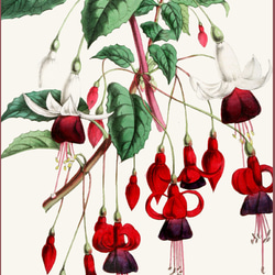 【NO.164】赤色のフクシアの花アートポスター☆ボタニカル個性的インテリアユニークA5A4A3A2A1B5B4B3B2 2枚目の画像