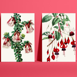 【NO.164】赤色のフクシアの花アートポスター☆ボタニカル個性的インテリアユニークA5A4A3A2A1B5B4B3B2 7枚目の画像