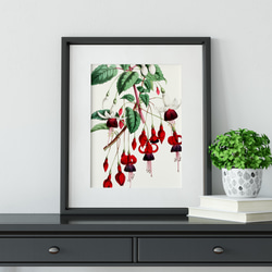 【NO.164】赤色のフクシアの花アートポスター☆ボタニカル個性的インテリアユニークA5A4A3A2A1B5B4B3B2 6枚目の画像