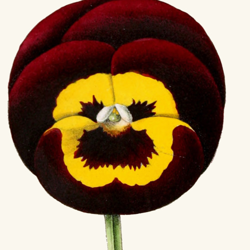 NO.165】パンジーの花フラワーアートポスター☆可愛いヴィンテージ