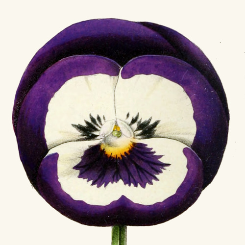 NO.165】パンジーの花フラワーアートポスター☆可愛いヴィンテージ