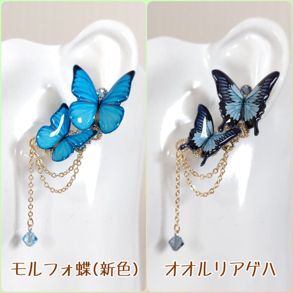 【蝶々イヤーカフ(クリップ式イヤリング)♪】モルフォ蝶(新色)、オオルリアゲハ、青い蝶。蝶々イヤリング。左耳用。 2枚目の画像