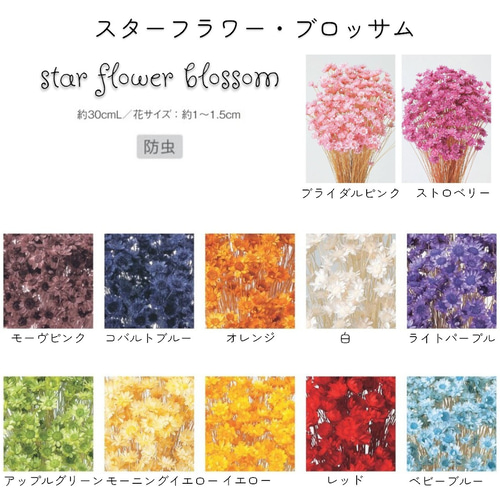 大地農園 「スターフラワー ブロッサム 選べるカラー 半束」小花