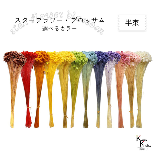 大地農園 「スターフラワー ブロッサム 選べるカラー 半束」小花