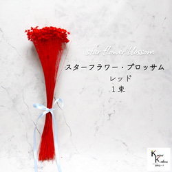 大地農園 「スターフラワー ブロッサム レッド 1束」 小花 ドライ