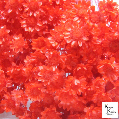 大地農園 「スターフラワー ブロッサム レッド 1束」 小花 ドライ