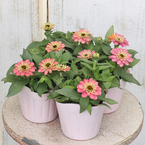 花苗 ジニア・プロフュージョン ダブルサーモン 3.5号ポット 八重咲き