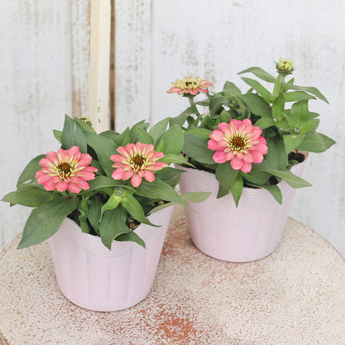 花苗 ジニア・プロフュージョン ダブルサーモン 3.5号ポット 八重咲き