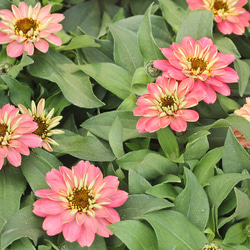 花苗 ジニア・プロフュージョン ダブルサーモン 3.5号ポット 八重咲き