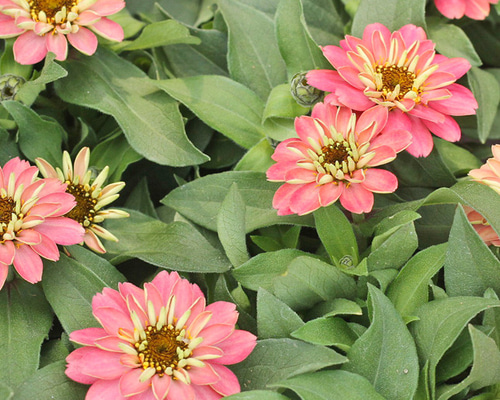 3cba7677c2c0745c35c690ff027a13