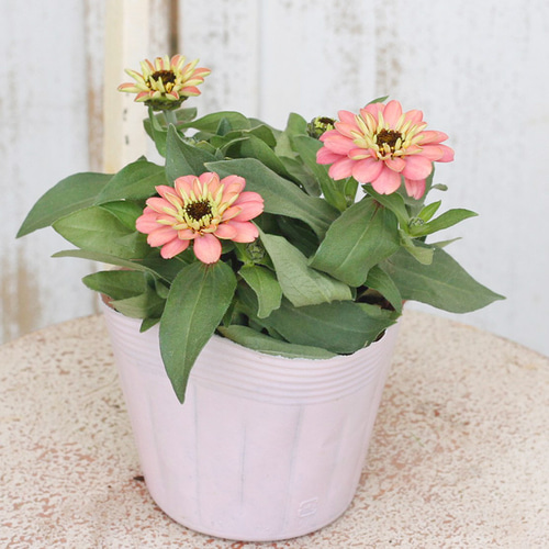 花苗 ジニア・プロフュージョン ダブルサーモン 3.5号ポット 八重咲き