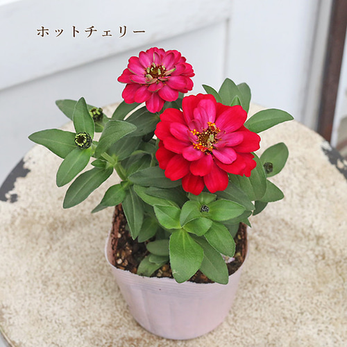 ぴ 花苗 6株 花苗 PW スーパーランタナ ムーンホワイト 4号 栄養系 白 多年草