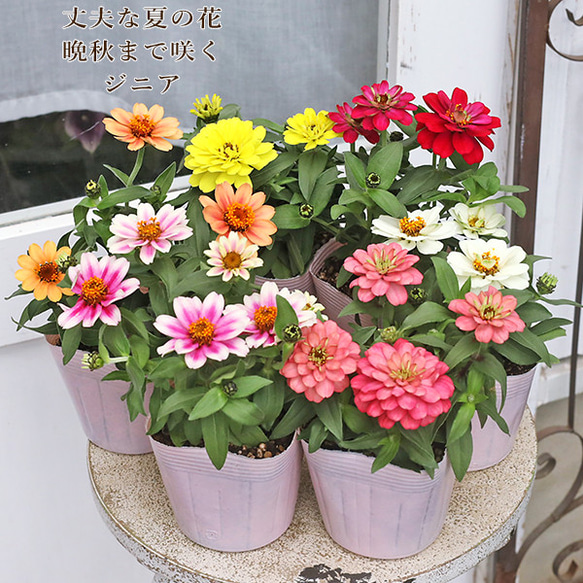 ジニア バイカラー ピンク×ホワイト 【抜き苗】いちごミルクみたいに可愛いお花 ジニア バイカラー ピンク×ホワイト 【抜き苗】いちごミルク