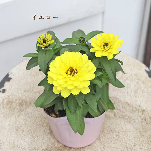ぴ 花苗 6株 ぴ様専用 花苗 6株 - メルカリ