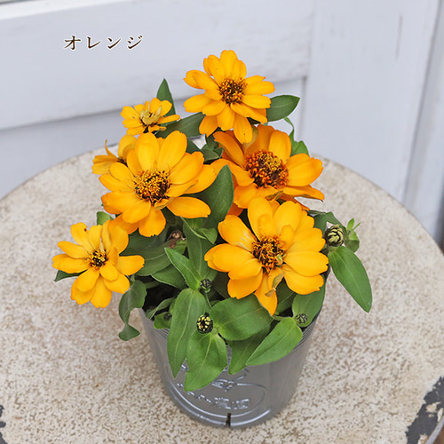 ぴ 花苗 6株 花苗 PW スーパーランタナ ムーンホワイト 4号 栄養系 白 多年草