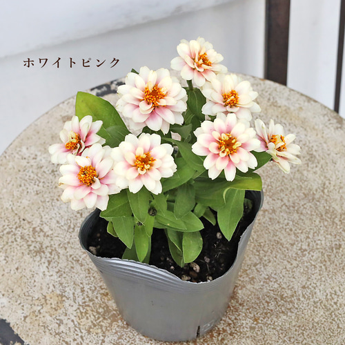 花苗 八重咲き ジニア ベリーズ ピンク イエロー ホワイト レッド