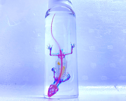 透明標本 ヒラオヤモリ その他置物 透明標本Clair 通販 12100816