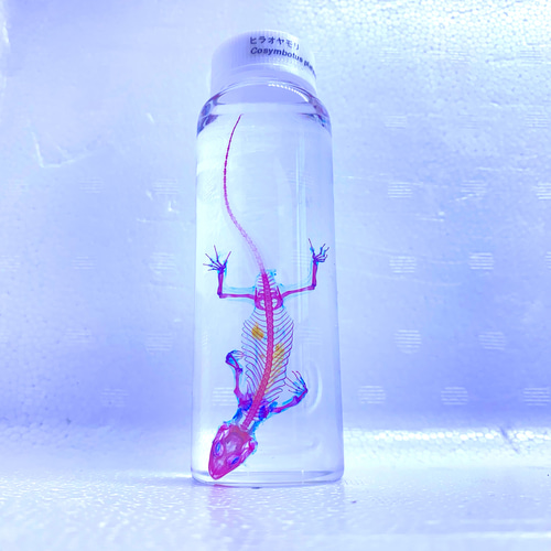 透明標本 ヒラオヤモリ その他置物 透明標本Clair 通販 12100816