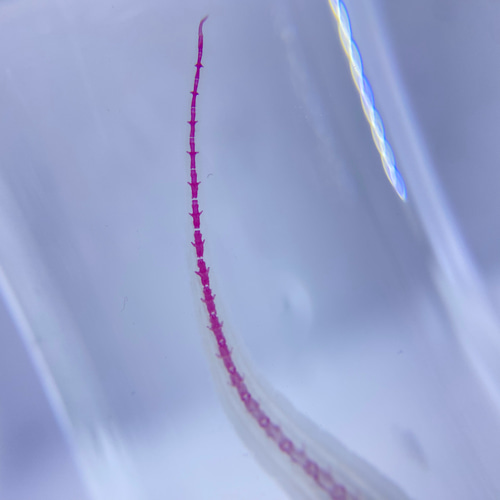 透明骨格標本　ヘラオヤモリ The transparent aquarium #9.5 ~ “Blue” --ヒラオヤモリ
