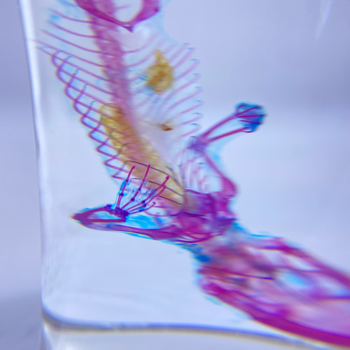 透明標本 ヒラオヤモリ その他置物 透明標本Clair 通販 12100816